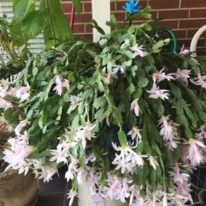 Meet your Posher, Theresa